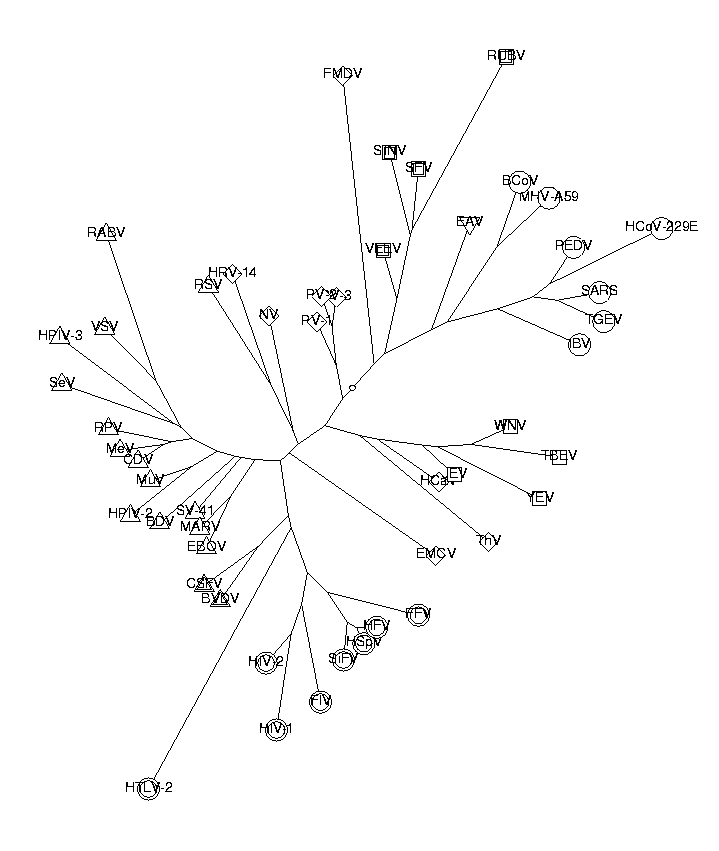 Phylogenetic tree of viruses. dinuc.
